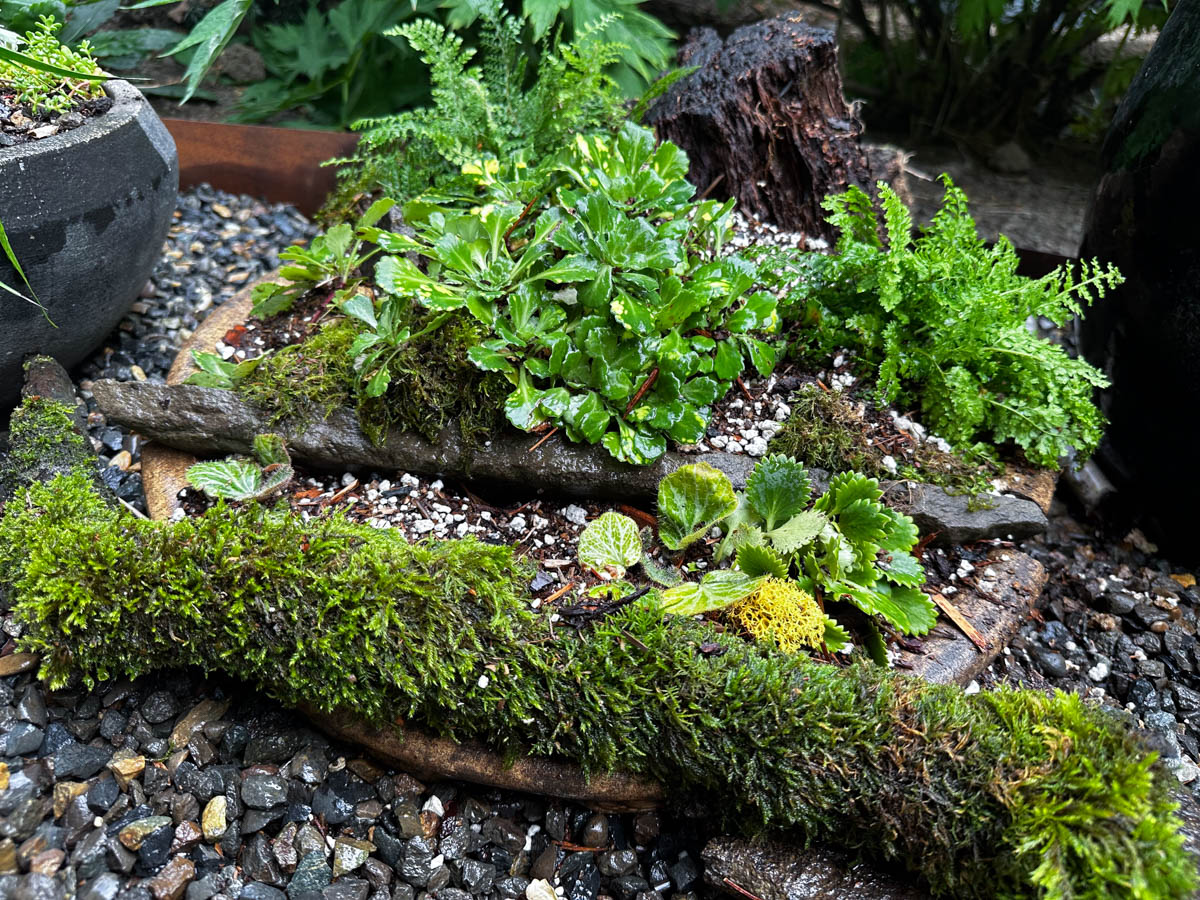 birdbath planter mostly planted with a couple bald spots