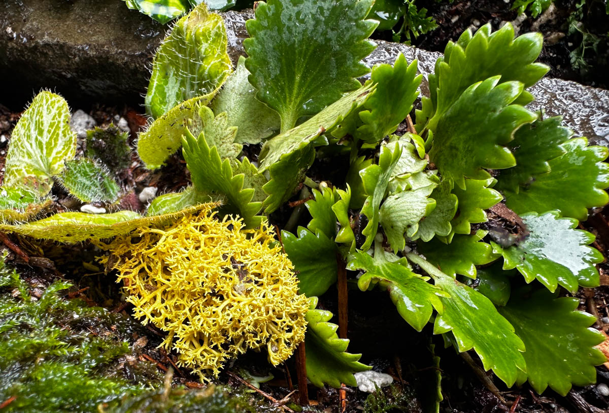 Saxifraga x geum 'Dentata'