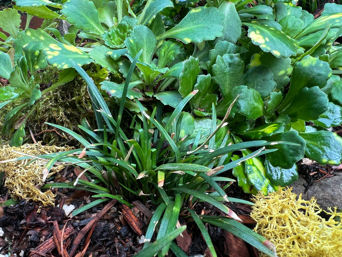 dwarf mondo grass newly transplanted into birdbath planter