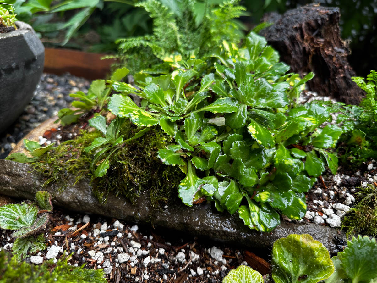 Saxifraga 'Aureopunctata' foliage close up