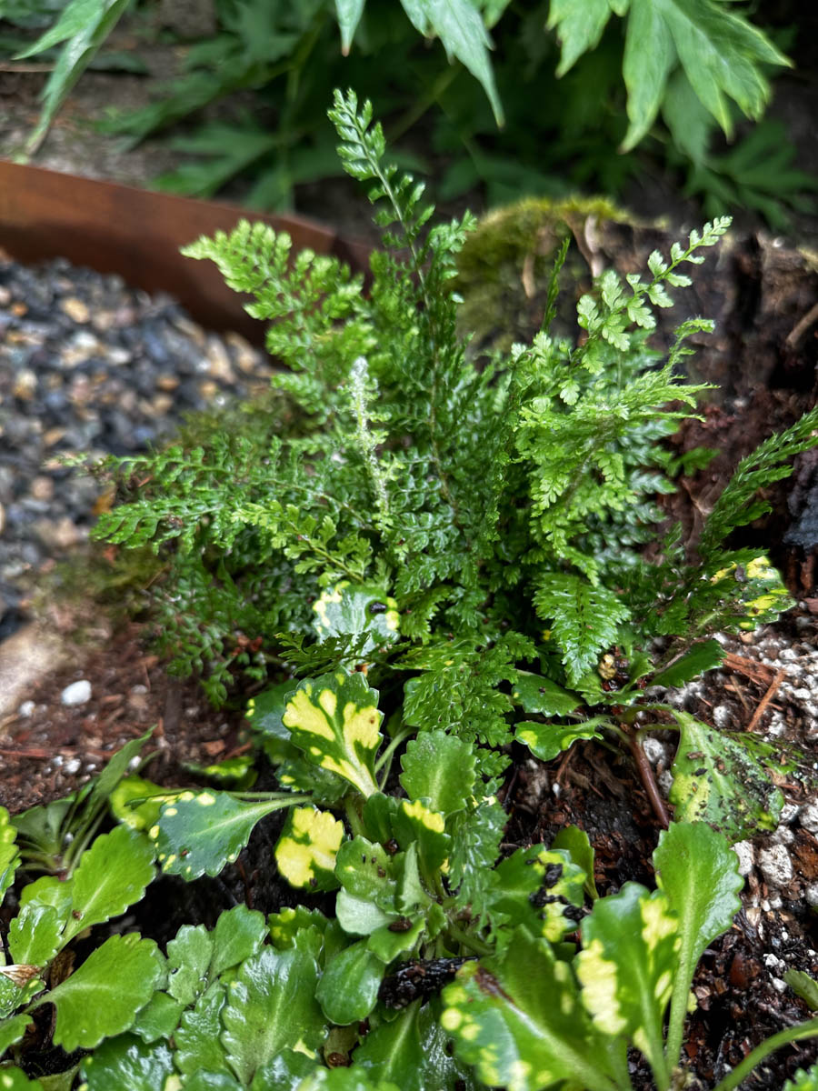 Mossy Soft Shield Fern