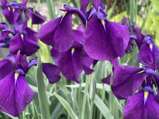 Iris ensata 'Silverband'