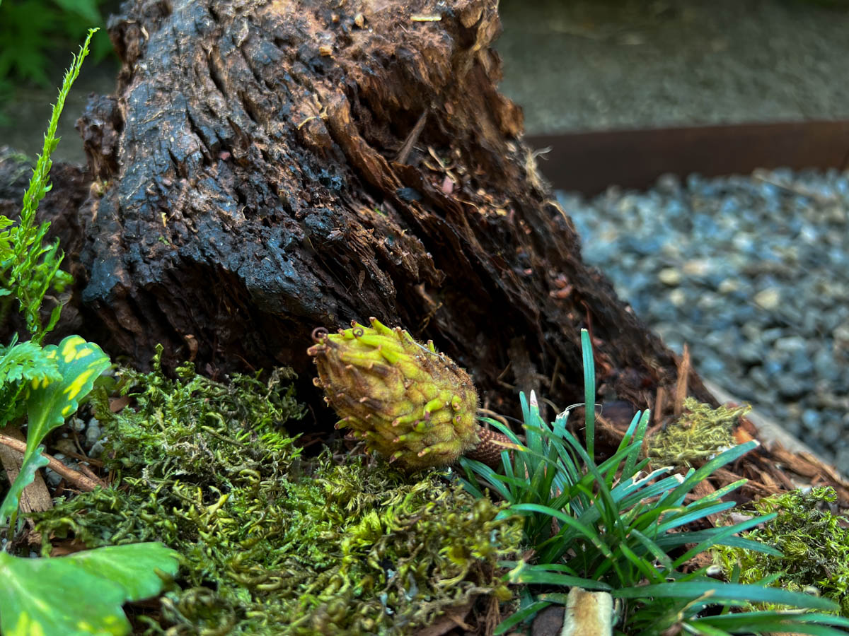 dwarf mondo grass tucked under a stump