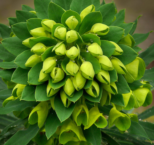 Euphorbia characias ssp. wulfenii Photo Credit- J.G. in SF