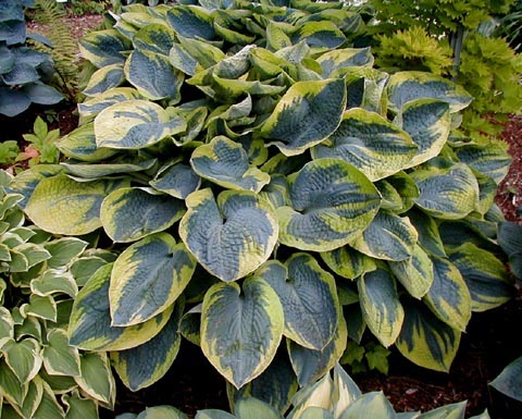 Hosta 'Tokudama Flavocircinalis' Photo Credit- Sebright Gardens