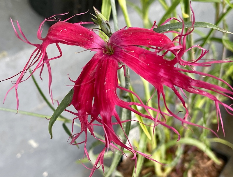 close up of an intense pink dianthus flower with tips of narrow filaments